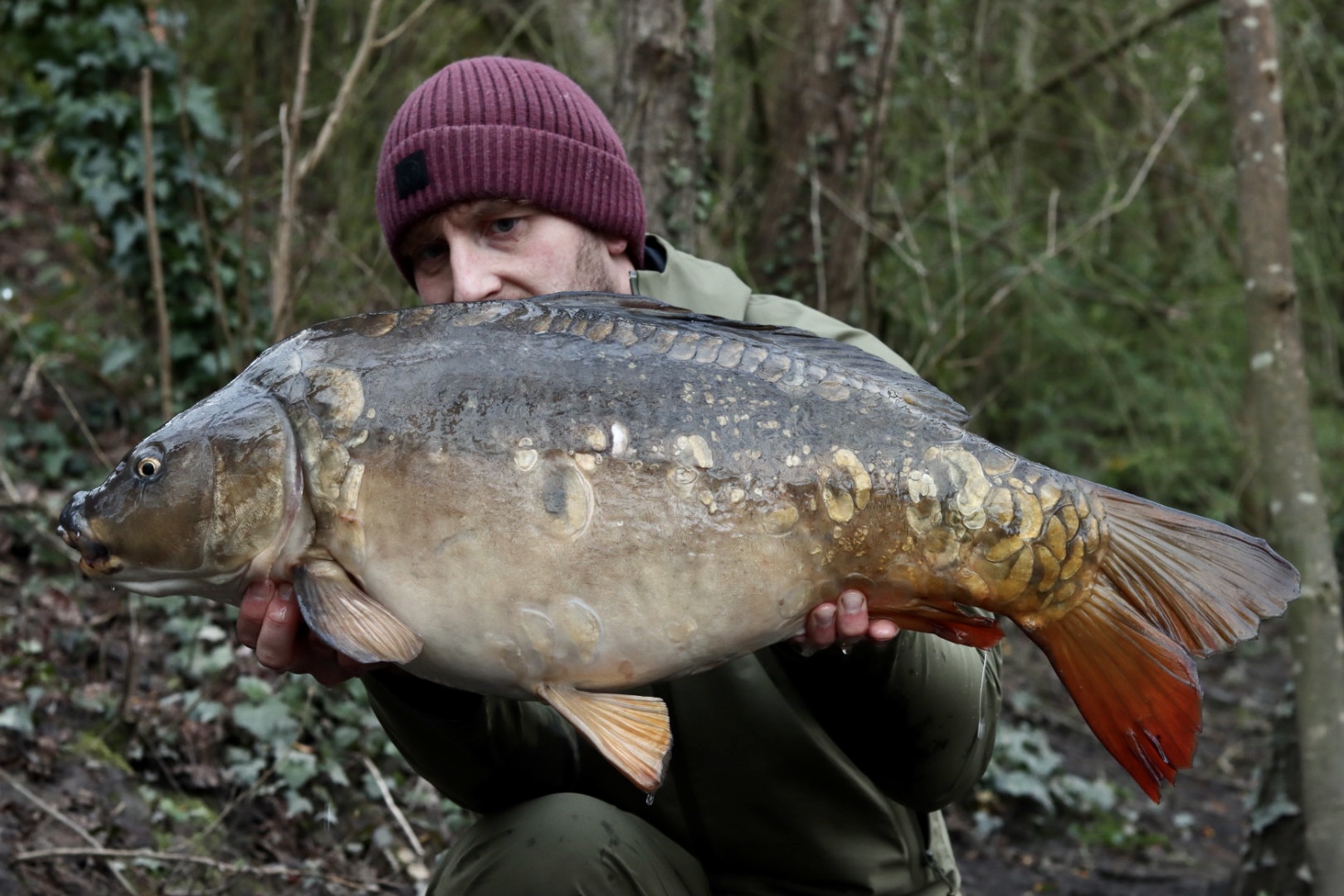 Starburst | Total Carp